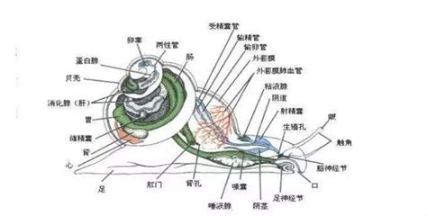 海螺脉|海螺脉的管观存在及其生命意义：经络未知领域初探